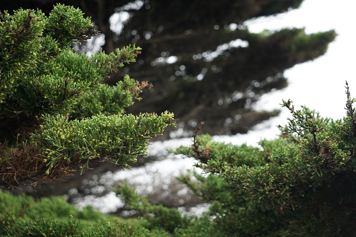 Pine
